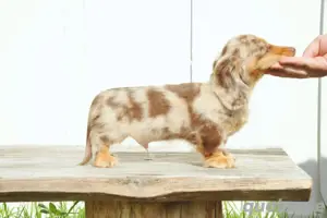 Dackelwelpen 