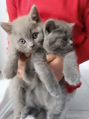 süße Kätzchen BKH Kitten in blau.