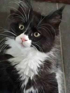 Maine Coon kitten 