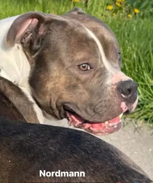 Hübscher American Bully Rüde