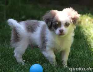 Chihuahua Langhaar Welpen  Rüde Bild 3