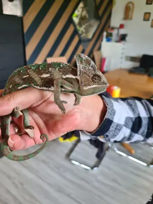 Jemenchamäleon ( chamaeleo calyptratus)