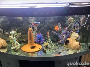 Diskusfische