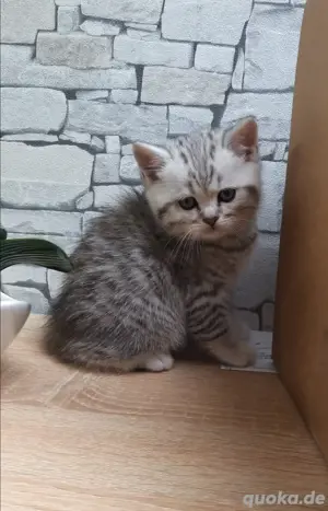 Hübsche BritischKurzhaar Kitten mit Stammbaum 