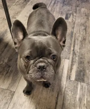 Französische Bulldogge (kastriert)