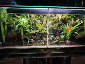 Dringend Paludarium mit allem 