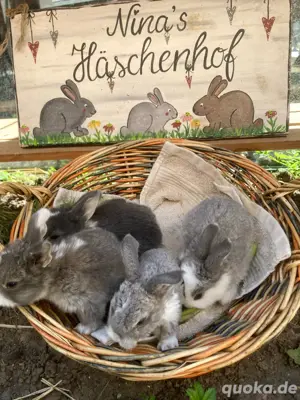 Minilop Zwergkaninchen Zwergwidder
