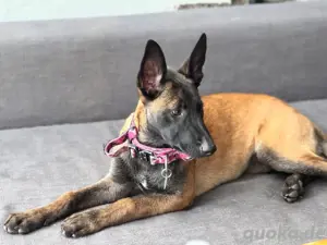 Malinois Hundin