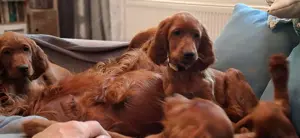 Irish Setter Welpen 