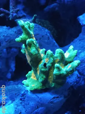 Pectinia Space Invader