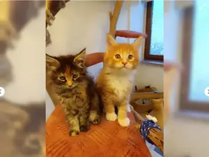 2Maine Coon Kitten (Junge+ Mädchen)