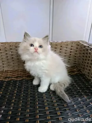 Ragdoll-Kätzchen verfügbar WhatsApp (15510055069)