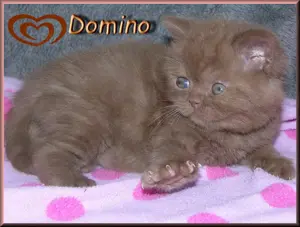 bezaubernde BKH Babys Bild 4