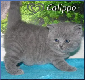 bezaubernde BKH Babys Bild 2
