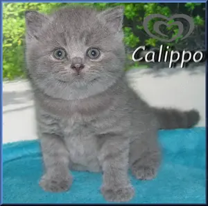 bezaubernde BKH Babys Bild 6
