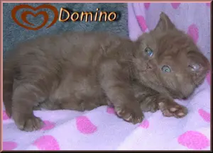 bezaubernde BKH Babys Bild 8