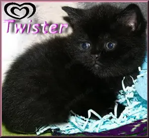 bezaubernde BKH Babys Bild 5