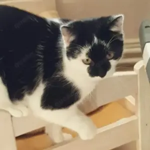 Karlchen & Bubi suchen ein Zuhause Bild 2