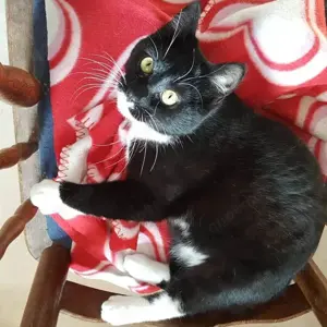 Karlchen & Bubi suchen ein Zuhause Bild 3