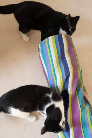 Karlchen & Bubi suchen ein Zuhause Bild 5