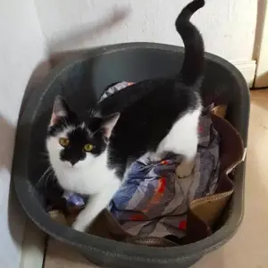 Karlchen & Bubi suchen ein Zuhause Bild 4