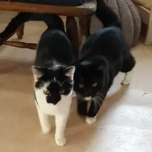 Karlchen & Bubi suchen ein Zuhause