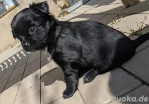 Chihuahua Welpen Abgabebereit 