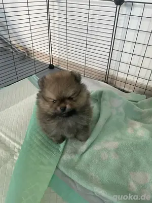 mini pomeranien spitz