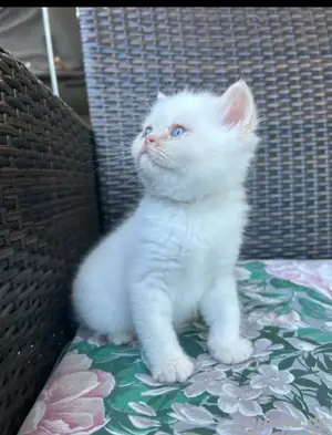 BKH Kitten bluepoint   redpoint nur noch zwei 