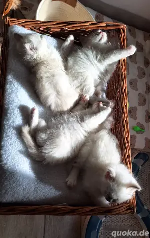 Heilige Birma Kitten ... reinrassig