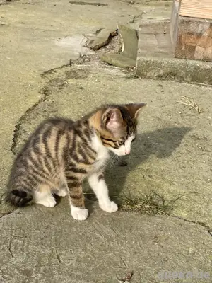 Kater Kätzchen Katze Bild 2