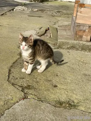 Kater Kätzchen Katze Bild 3
