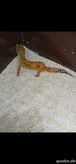 Leopardgruppe abzugeben  Bild 3