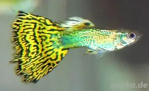 20 Guppys   Expressversand möglich   Top Qualität aus Hobbyzucht