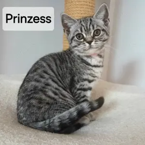 Reinrassige BKH Kitten  mit Stammbaum , geimpft,  entwurmt ( abgabebereit)