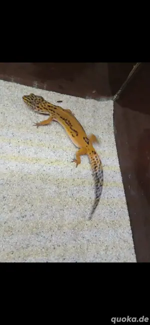 Leopardgruppe abzugeben  Bild 2