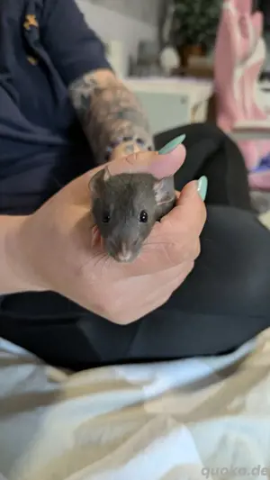 Dumbo Ratten 5 Wochen