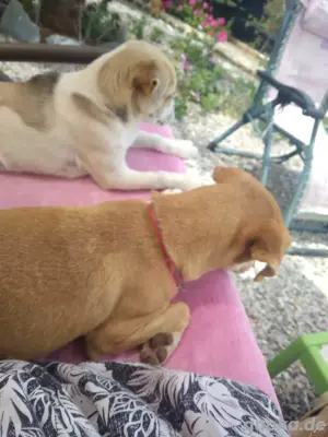 "Molly" Chihuhuamix 