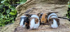Meerschweinchen 