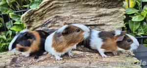 Meerschweinchen  Bild 2