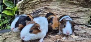 Meerschweinchen  Bild 3