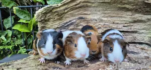 Meerschweinchen  Bild 5