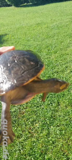 1 Pärchen Rotbauch spitzkopfschildkröten 