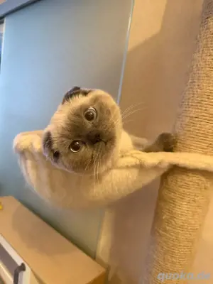 Kater sucht neues Zuhause 