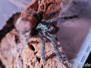Vogelspinne Caribena versicolor weiblich 4cm KL