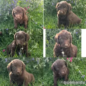 Labradoodle Welpen 