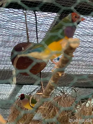 Gouldamadinen Bild 3