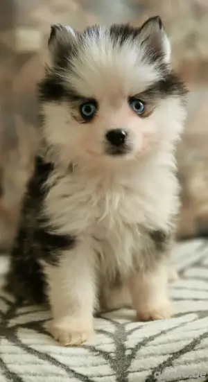 Pomsky F2 Toy & Mini Puppengesicht Bärchentyp Wollycoat 