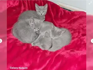 sozialisiert Russisch Blau Kitten!