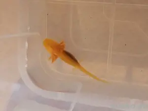 Axolotl Jungtiere INTERESSE...  